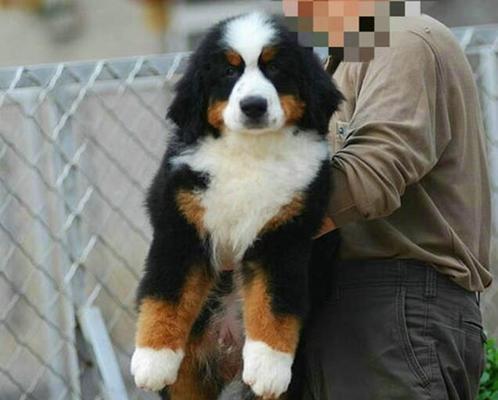 如何应对以伯恩山犬体味大的问题（善待你的宠物，让家中充满爱和清新）