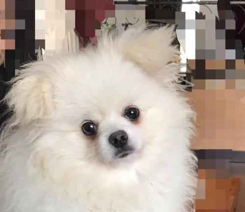 如何正确护理博美犬的耳朵（详细指南让你的博美犬不再受耳朵问题困扰）