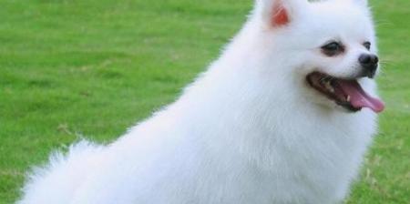 如何处理博美犬的呕吐问题？（宠物护理指南）
