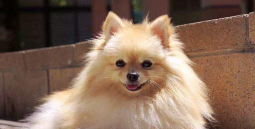 如何正确护理博美犬的体毛（让你的博美犬时刻保持华丽亮丽的毛发）