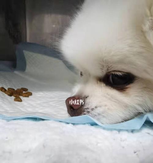 如何照顾生病的博美犬（细心呵护让宠物早日康复）