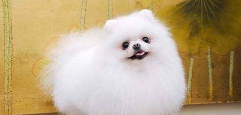 如何科学喂养你的博美幼犬（从宠物健康出发，掌握喂养技巧）