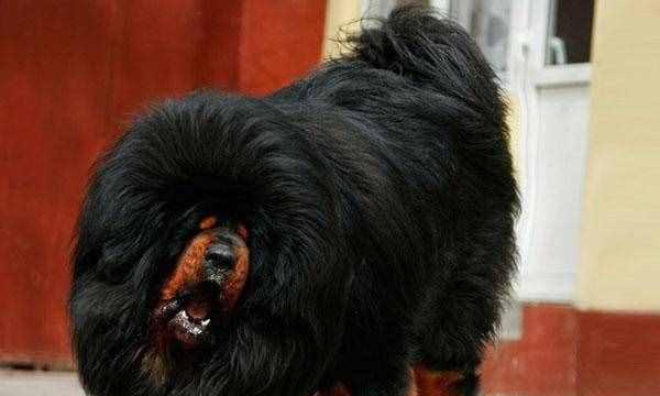 如何让藏獒快速成长？（以适宜的饮食为关键，健康成长。）