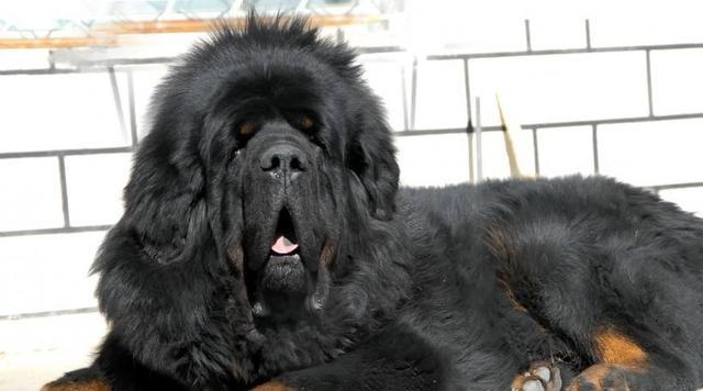 揭秘藏獒之谜（藏獒的历史、特征及文化意义）