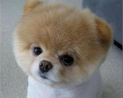 茶杯犬——小巧玲珑的宠物之选（品种介绍、特点及饲养技巧）