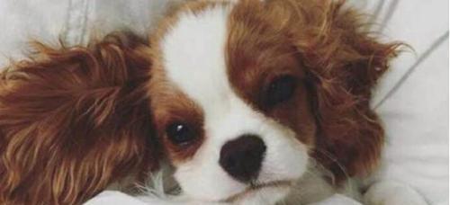 查理王犬的体味问题（探讨查理王犬的气味来源和处理方法）