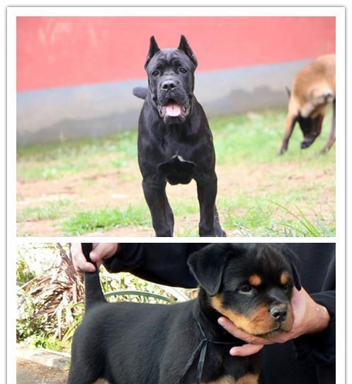 成年后的黑狼犬——凶猛还是温顺？（以宠物为主的狗主人需知）