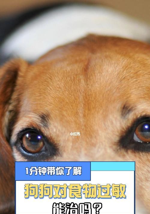 宠物狗的过敏状况剖析（揭秘你不知道的宠物狗过敏真相）