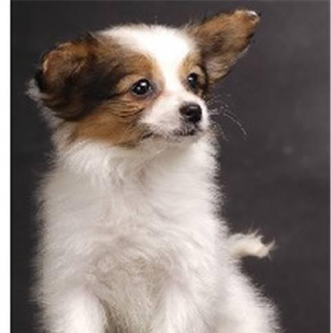 纯种蝴蝶犬小百科——了解你的宠物（了解蝴蝶犬的习性和日常护理，让它健康快乐地陪伴你）