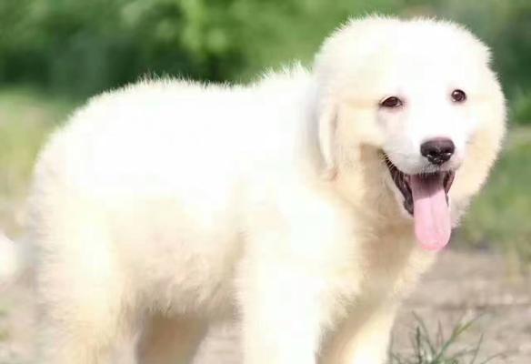 大白熊犬常见疾病全解析