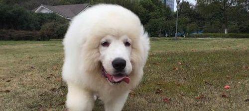 大白熊犬的恐惧之旅（揭秘大白熊犬内心深处的恐惧和疑虑）