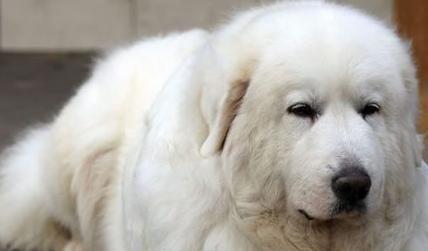 养大白熊犬的秘诀（以宠物为主，打造一只健康、快乐的大白熊犬）