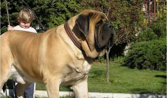 大丹犬的饮食管理（以狗粮为主的营养平衡与健康生活）