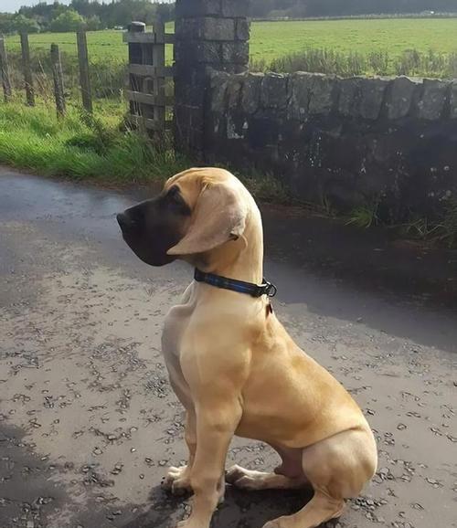 如何用大丹犬训练宠物犬（六大注意点让你的狗狗成为乖乖的宠物）