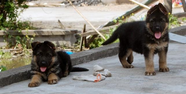 以德牧幼犬的喂养方法（让你的德牧宠物健康成长）