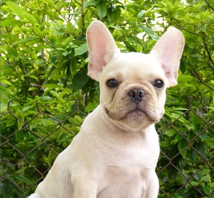 法国斗牛犬的多重用途（宠物、看门狗、治疗犬、比赛犬等）