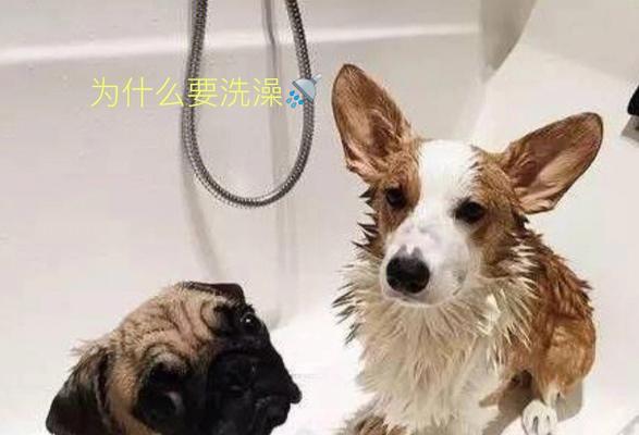 宠物洗澡的讲究（养宠必读，科学洗澡指南）