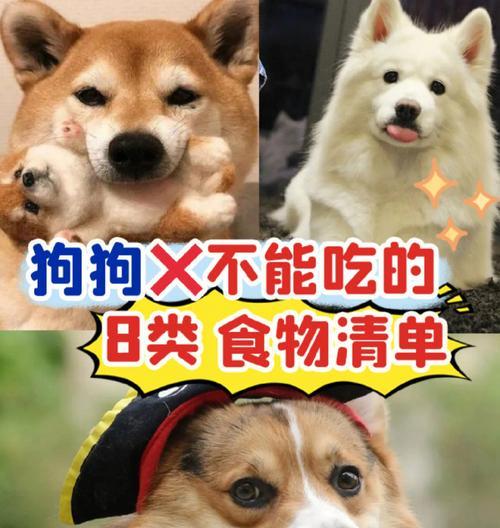 狗狗不吃饭？从这15个方面找解决办法！（以宠物为主，关注狗狗的饮食需求。）