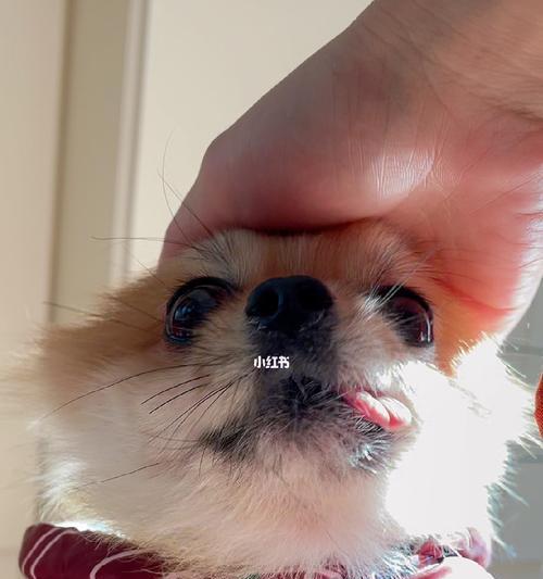 狗狗发烧的症状与治疗方法（宠物饲主必看，了解狗狗发烧的一切）