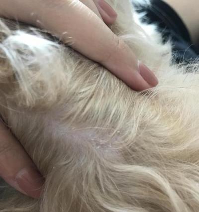 解决宠物狗狗皮屑过多问题的方法（让爱犬舒适健康，远离皮肤疾病）
