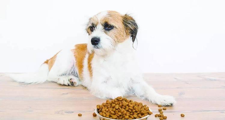 狗狗偏食的危险性（如何预防和处理）
