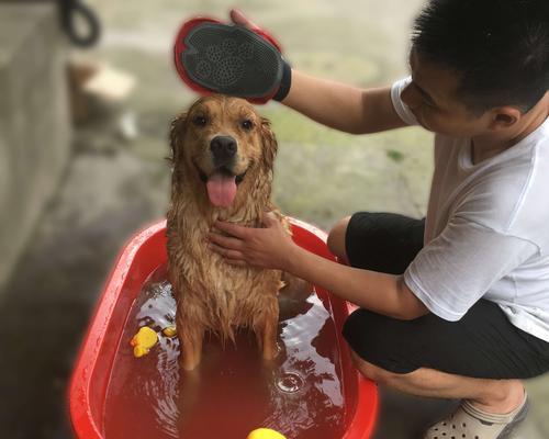 狗狗洗澡注意事项（宠物健康需注意，洗澡不可过度）