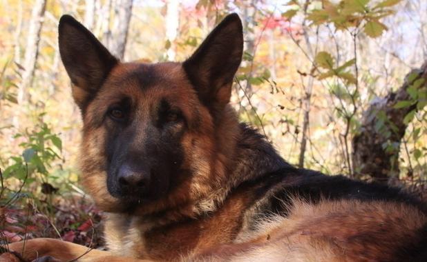 如何缓解狗狗犬窝咳？（以宠物为主，帮助爱狗人士缓解犬窝咳）