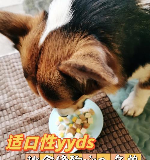如何应对狗狗挑食问题（以宠物为主，让你的狗狗爱上饮食）