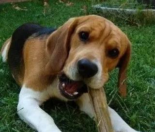 为什么狗狗会做坏事？（探究宠物犬类行为背后的原因）