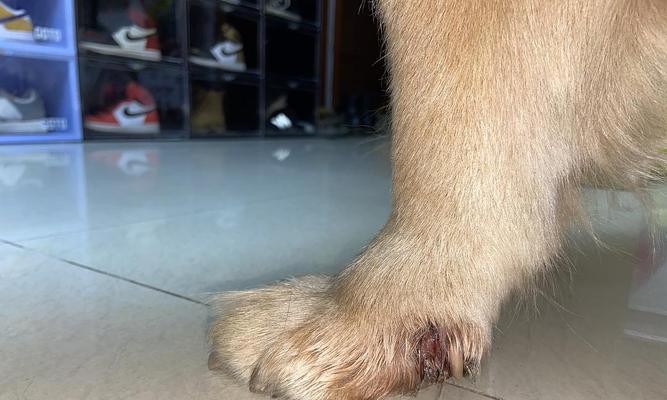 如何治疗宠物狗狗长脚癣？（细节决定成败，一步步教你有效解决狗狗的脚癣问题。）