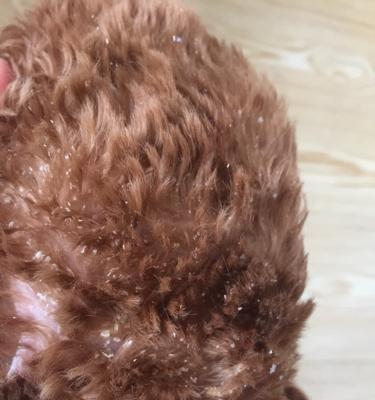 狗狗长虱子该怎么办？（宠物的健康福利与虱子的防治）