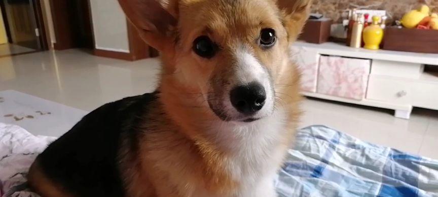 狗狗装可怜，怎么办？（解决宠物以无辜面孔行凶的问题，）