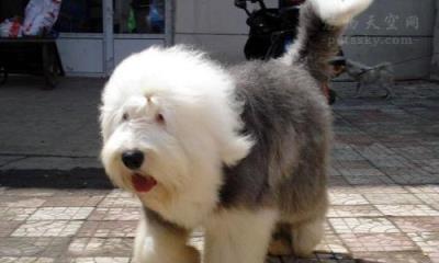 如何养护古代牧羊犬？（以宠物为主，让古代牧羊犬健康成长）