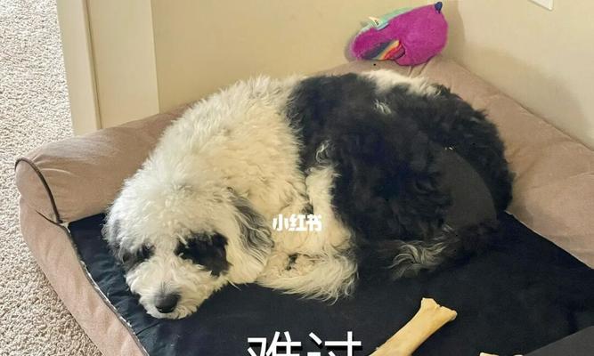 以古牧正确剪毛顺序（让你的爱宠美美哒）