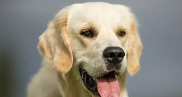金毛犬——最可爱的宠物之一（了解金毛犬的日常护理与训练）