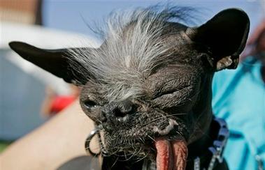 如何做好冠毛犬的毛发护理（从清洁到修剪，全面保护毛发健康）
