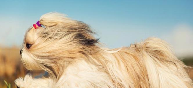 揭秘冠毛犬的神秘世界（从生理特征解析宠物之美）