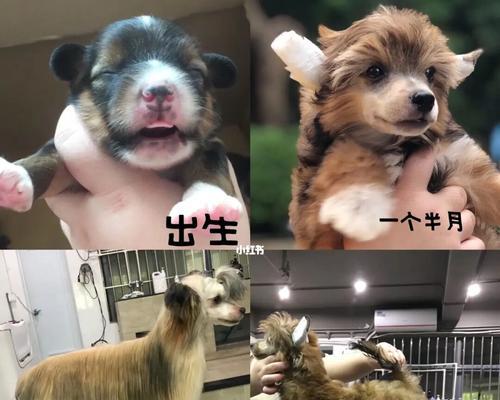 探寻冠毛犬的历史与来源（了解这个迷人宠物的神秘过去）