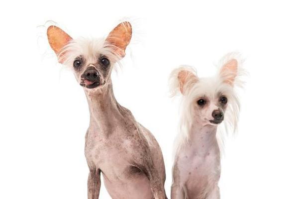如何正确饲养你的冠毛犬（以爱之名，成为宠物的最佳伙伴）