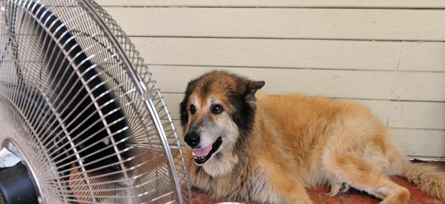 如何预防和应对贵宾犬中暑（了解贵宾犬中暑的症状和原因）