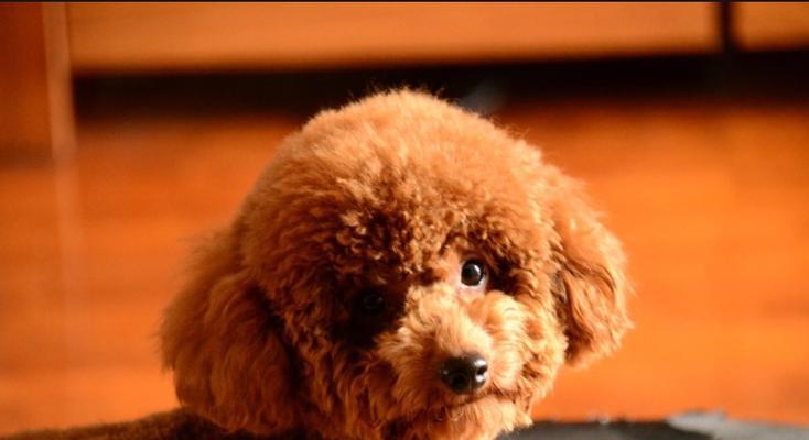 贵宾犬便秘怎么办（从饮食、运动和医疗三方面解决）