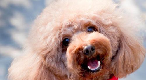 贵宾犬长毛要注意的饮食（打造柔顺顶级长毛从这里开始！）