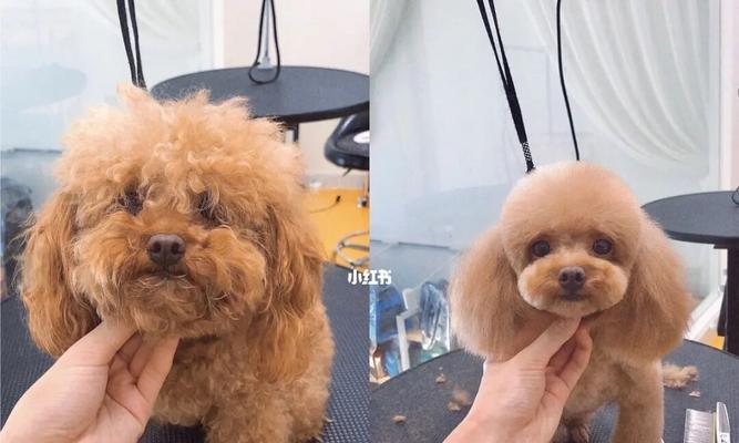 贵宾犬美容技巧大揭秘（让你的宠物贵宾犬焕发新生，以小细节打造完美造型）