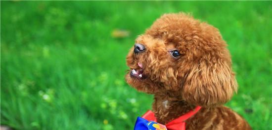 贵宾犬的饲养方法（从喂养到训练，让你的贵宾犬健康快乐）