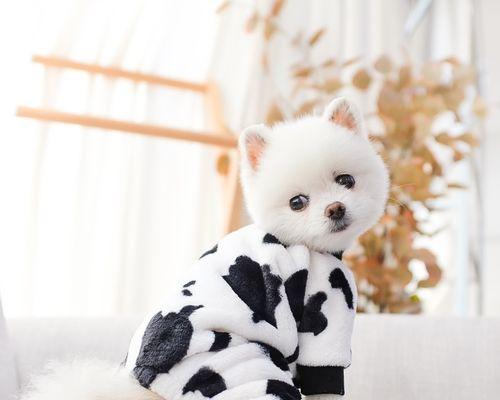 如何有效防止贵宾犬掉毛（全方位掌握贵宾犬掉毛原因与解决方法）