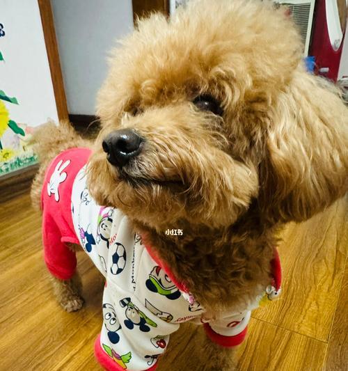 贵宾犬冬天的保暖之道（了解贵宾犬冬季怕冷原因，为宠物提供舒适的温暖生活）