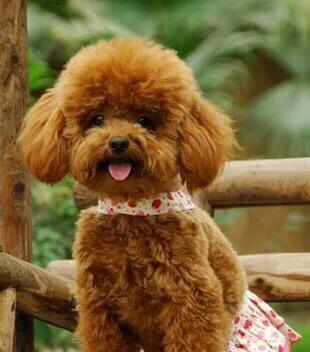 贵宾犬几个月成年？如何照顾幼犬健康成长？（贵宾犬成年时间、幼犬喂养、运动和训练等注意事项）