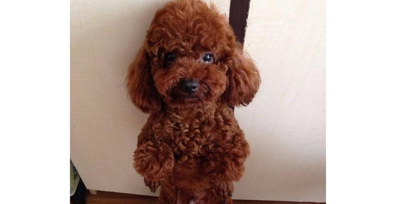 贵宾犬为什么会流泪？（了解你的宠物眼泪背后的原因）