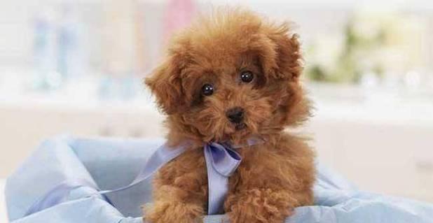 贵宾犬能否吃桃子？（了解贵宾犬的饮食偏好与禁忌，避免食物中毒）
