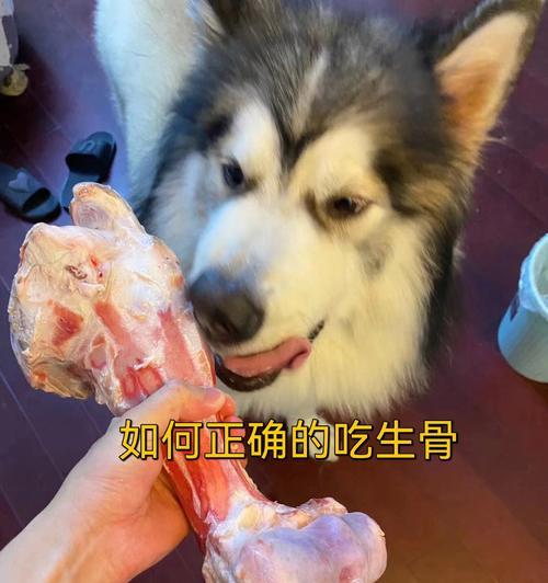 贵宾犬能否啃骨头？（探究贵宾犬的饮食习惯与健康需求。）